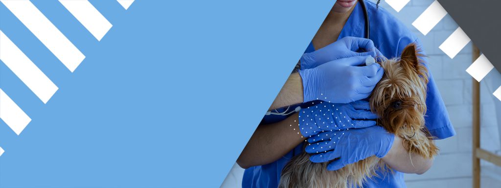 auxiliar-de-veterinaria-pequeno-porte